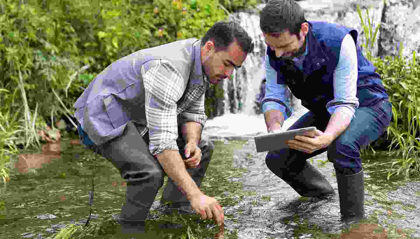 Organic Cucumber - Image 4