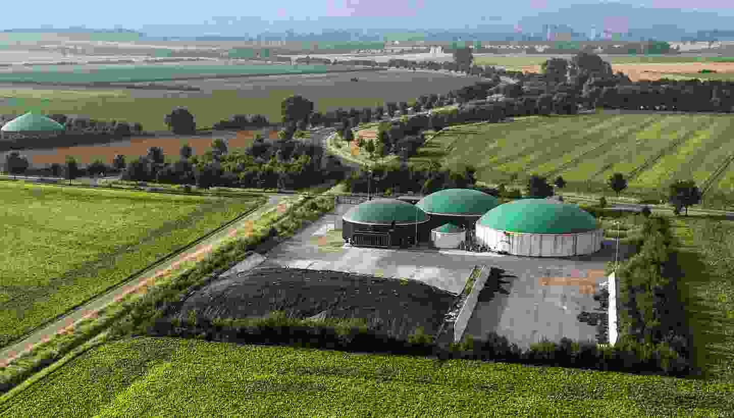 Fresh Red Seedless - Image 2